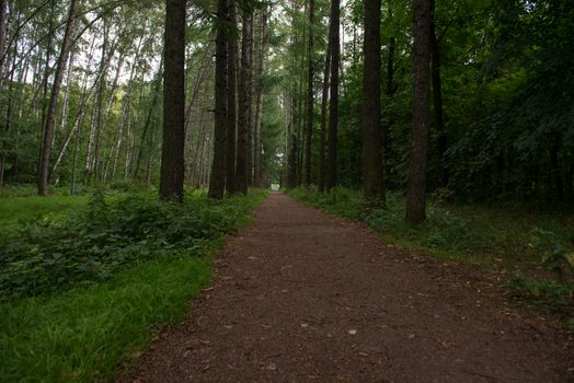 Personal perspective of walking on a path in the forest.