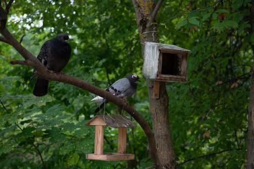 Pigeon in a birdhouse in the Park on a green background