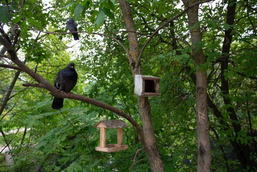 Pigeon in a birdhouse in the Park on a green background.