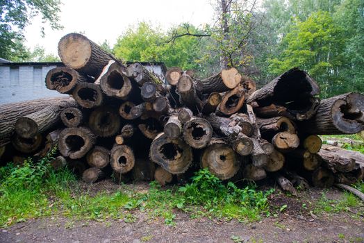 Wooden natural cut logs textured background