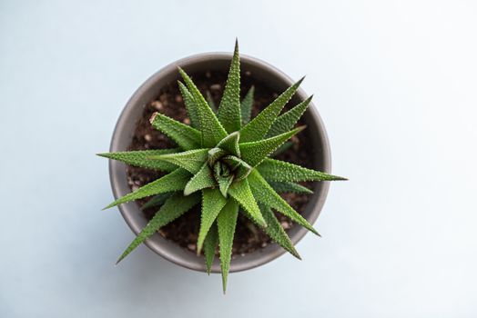 Floral hipster pattern over white background. Succulent or cactus in concrete pots over white background