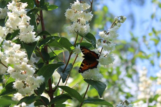 The picture shows a butterfly in the jasmine in the garden.