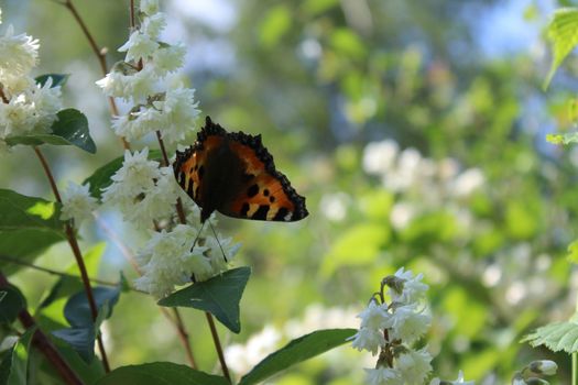 The picture shows a butterfly in the jasmine in the garden.