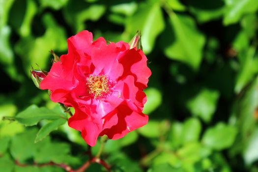 The picture shows a red rose in the garden in the summer.