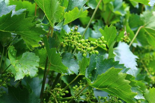 The picture shows unripe grapes in the garden.