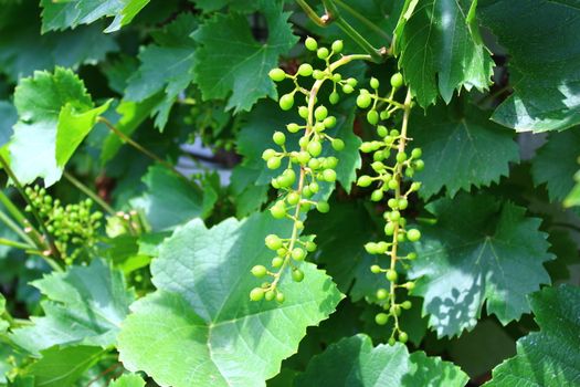 The picture shows unripe grapes in the garden.