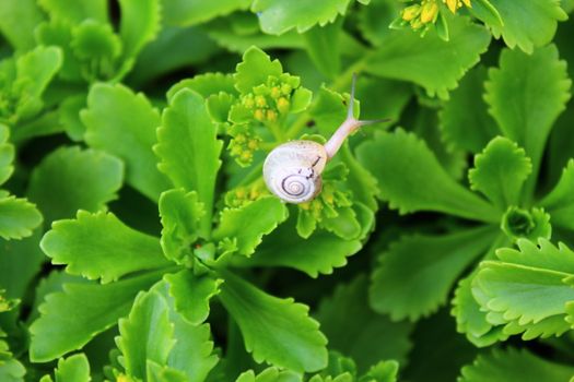 The picture shows a little snail on green leaves.