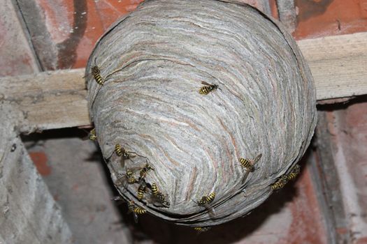 The picture shows a wasps nest and wasps.