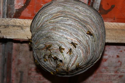 The picture shows wasps nest and wasps.