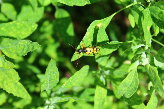 The picture shows a four-banded longhorn beetle.