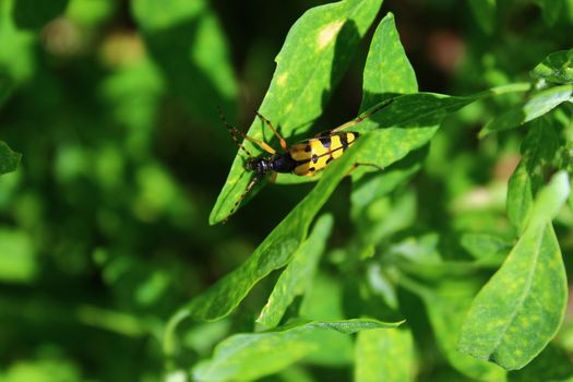 The four-banded longhorn beetle in the garden.