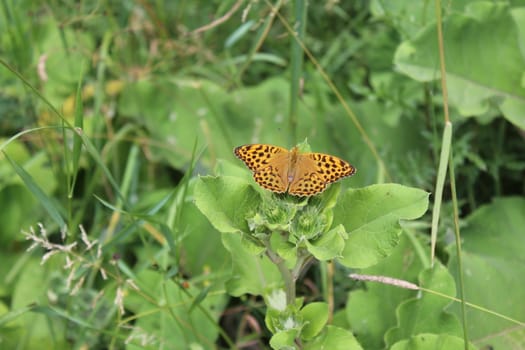 The picture shows silver washed fritillary in the garden.