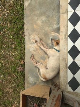 lonely stray dog sleeping on the street near home