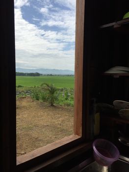 Green plant and window of spring time