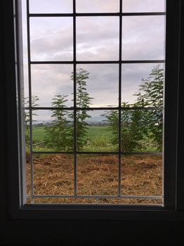 Green plant and window of spring time