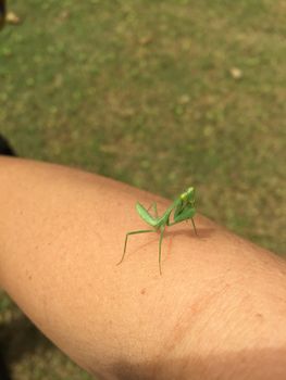 little green mantis on her arm