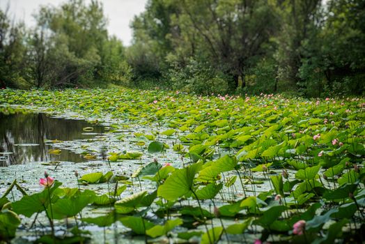 Lake of lotus in Russia. Field of lotus.