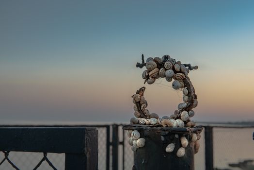 snail shells on sky background and on a rusty fence.