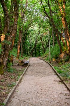 Personal perspective of walking on a path in the forest.