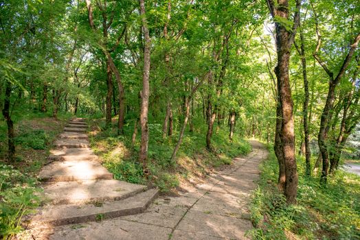 Personal perspective of walking on fork a path in the forest