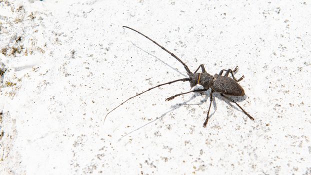 The Pine sawyer beetle Monochamus galloprovincialis from family Cerambycidae on a white background.