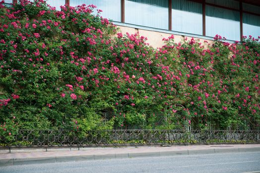 Beautiful red blooming rose flower. the front part of the house blossomed with roses. Decorations and gardening.