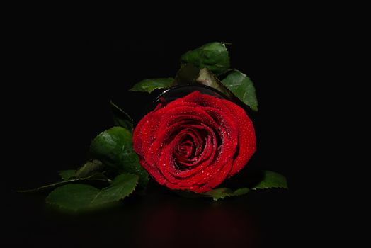 A close up macro shot of a rose,valentine background with water drops.