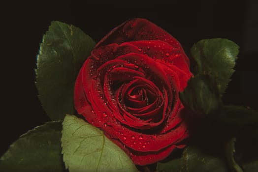 A close up macro shot of a rose,valentine background with water drops.