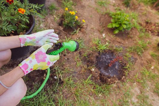 transplanting flowers in the garden