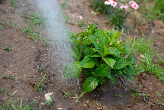 watering flowers from a hose.