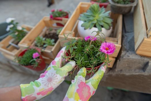 Female hands in garden gloves transplant a flower