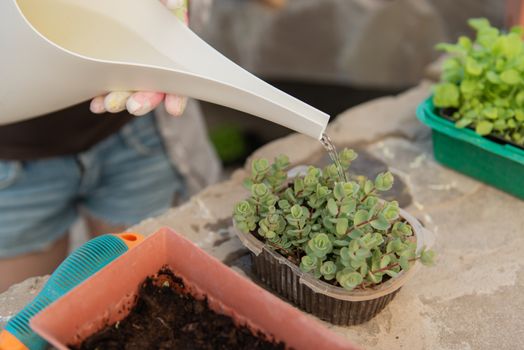 transplanting flowers in the garden