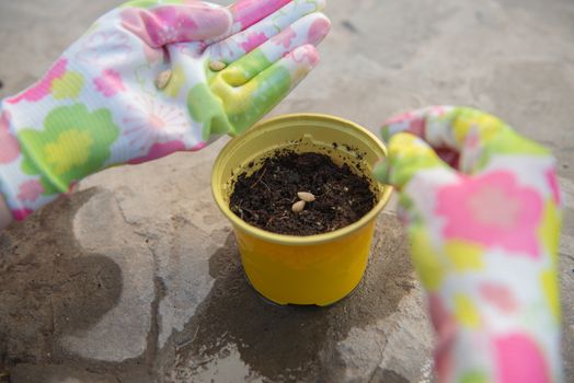 Women's hands sow seeds in pots. The process of sowing in pots.