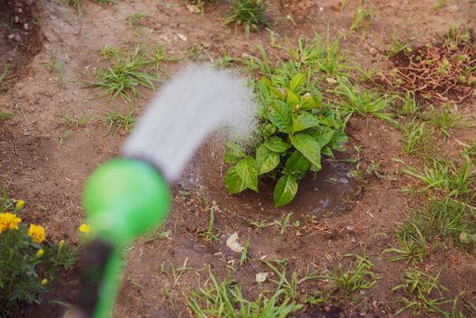 watering flowers from a hose.