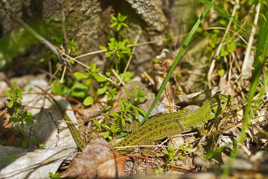 Lizard sitting in the thick green grass. enjoying morning sun. Wildlife in Russia's rainforest