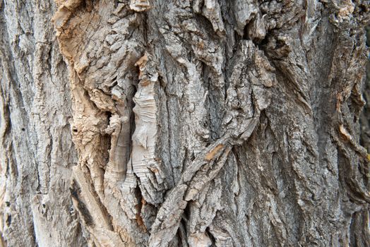 dry tree bark texture background. Bark of tree. Old bark. Wood texture. The dark bark.