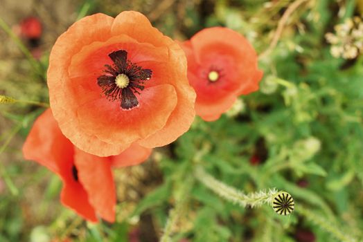 Flowers Red poppies blossom on wild field. Beautiful field red poppies with selective focus. Red poppies in soft light. Opium poppy. Glade of red poppies. Toning. Creative processing in dark low key