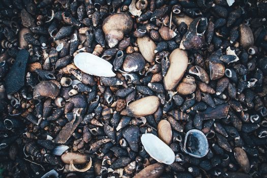 The Close up of pebbles, rocks and shells on the beach in the sunshine
