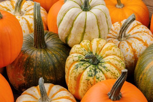 Assortiment of autumn harvested pumpkins , background , Halloween holiday concept