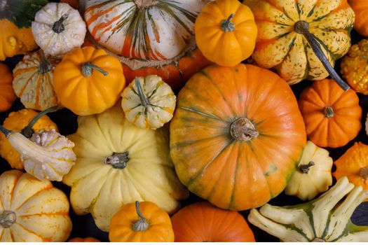 Assortiment of autumn harvested pumpkins , background , Halloween holiday concept