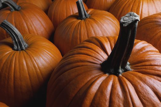 Many orange pumpkins background , Halloween holiday concept