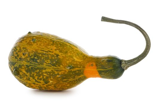 One unusual pumpkin isolated on white background