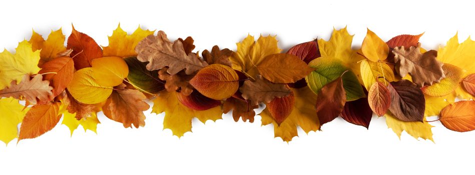 Colorful autumn leaves stripe design element isolated on white background copy space for text
