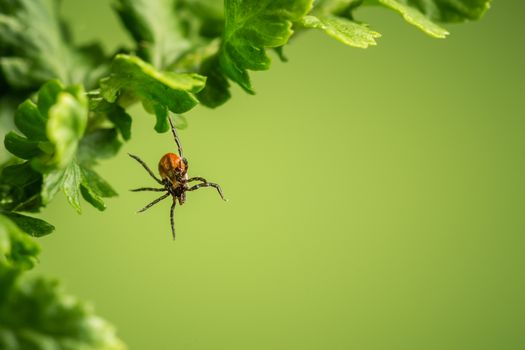 Wood tick hangs on a leaf. Green background.