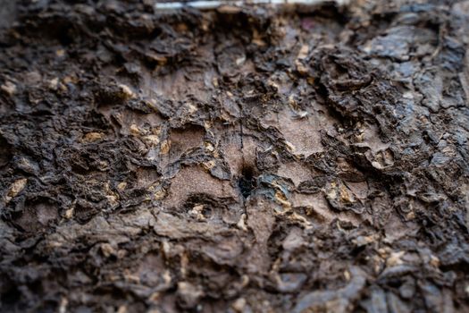 The Termites are eating the wood of the house. They destroy houses, wooden parts and destroy wood products.