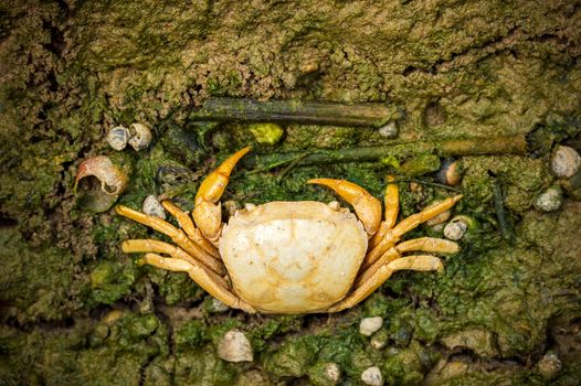 Crab dead on the mud. Closeup and copy space. The impact of the use of chemicals in agriculture.