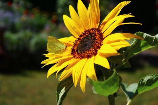 The picture shows a brimstone butterfly on a sunflower.