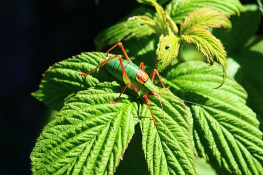 The picture shows a grasshopper on a rapberry leaf.