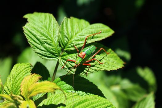 The picture shows a grasshopper on a raspberry leaf.