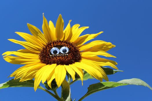 The picture shows a funny sunflower with a face.